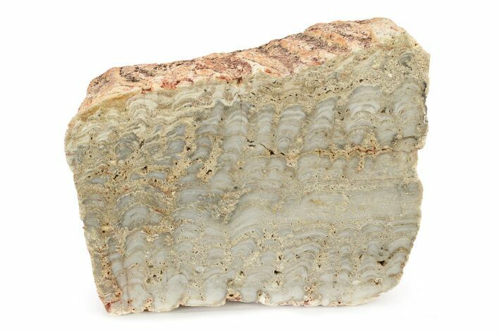 Paleoproterozoic Stromatolite (Eucapsiphora) Section - Australia #239957